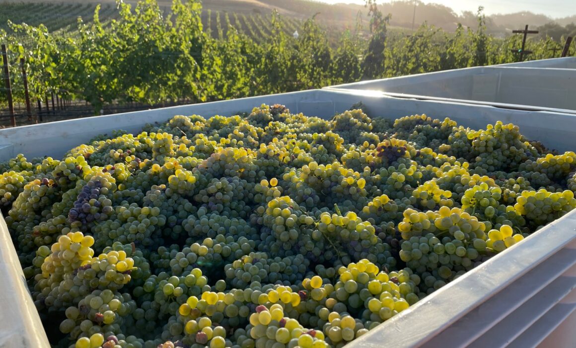 White wine grapes in a harvest container