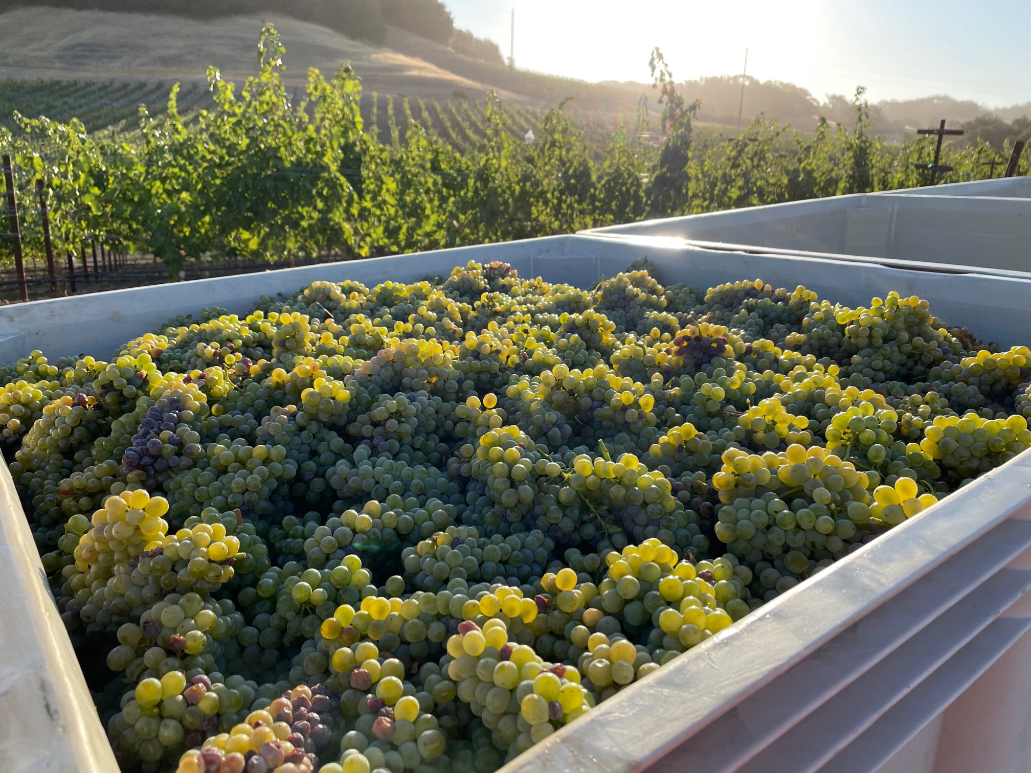 White wine grapes in a harvest container