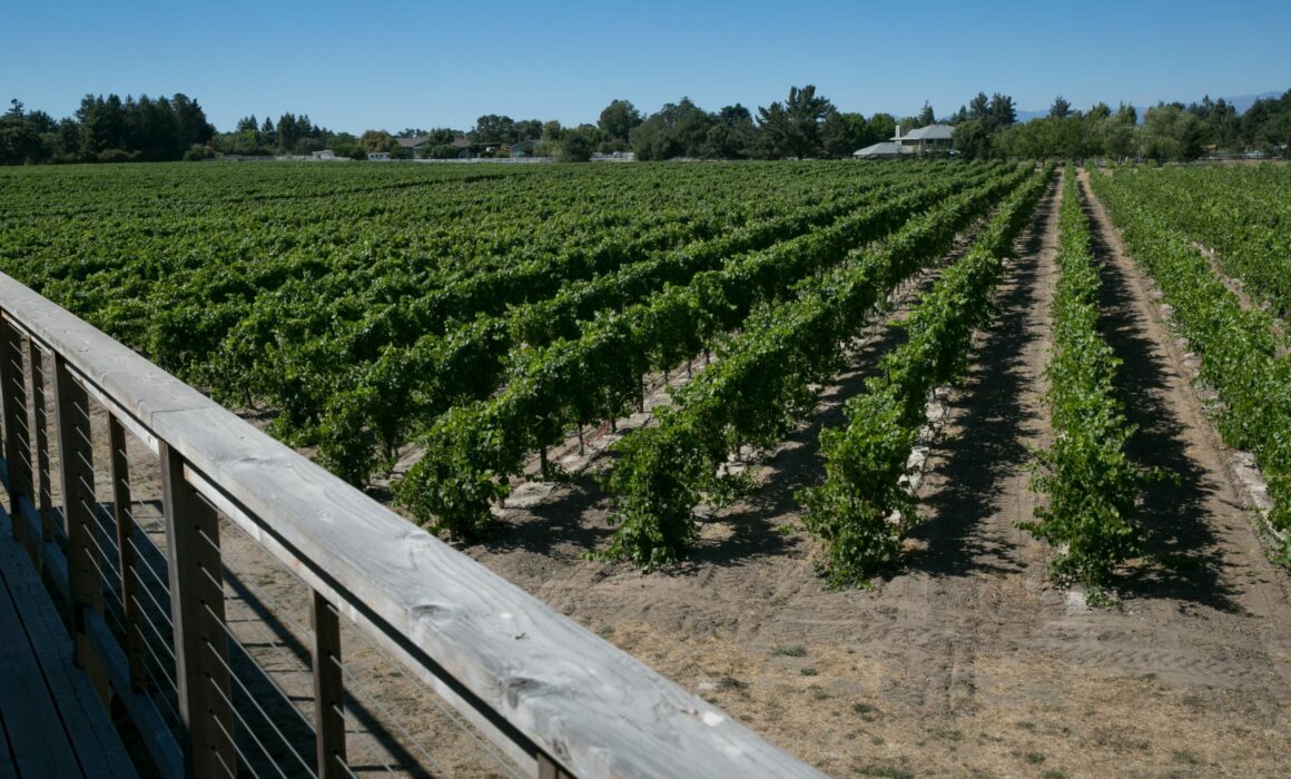 View down the Sonoma County vineyard rows