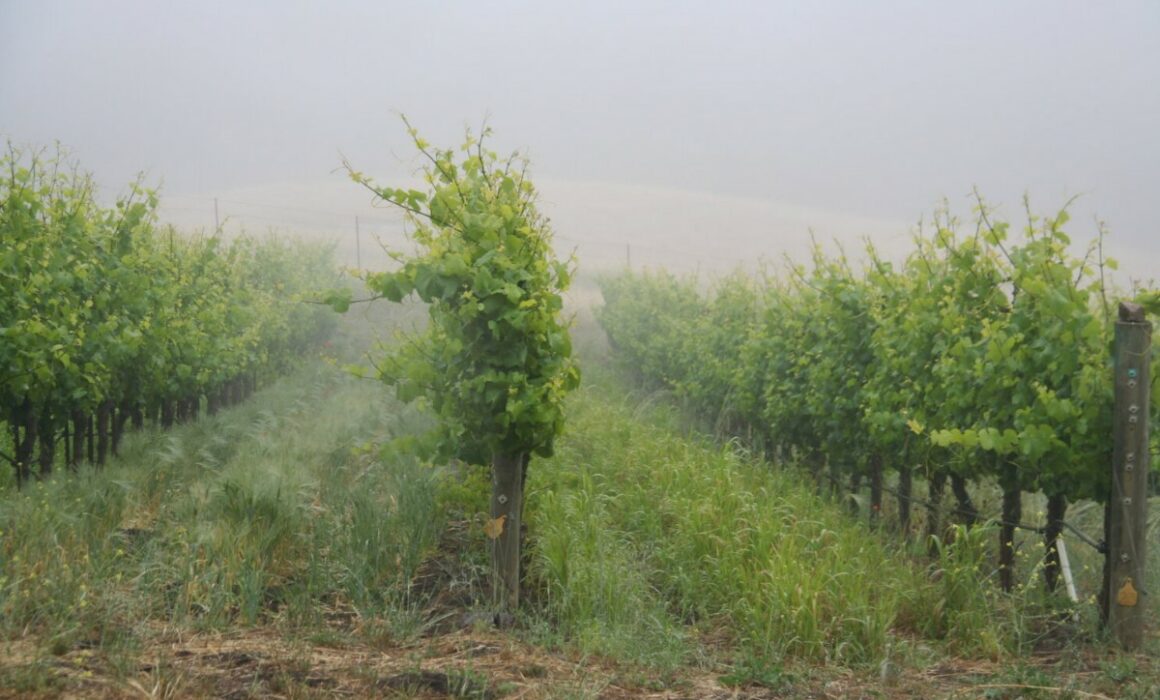 Fog throughout a Sonoma County vineyard