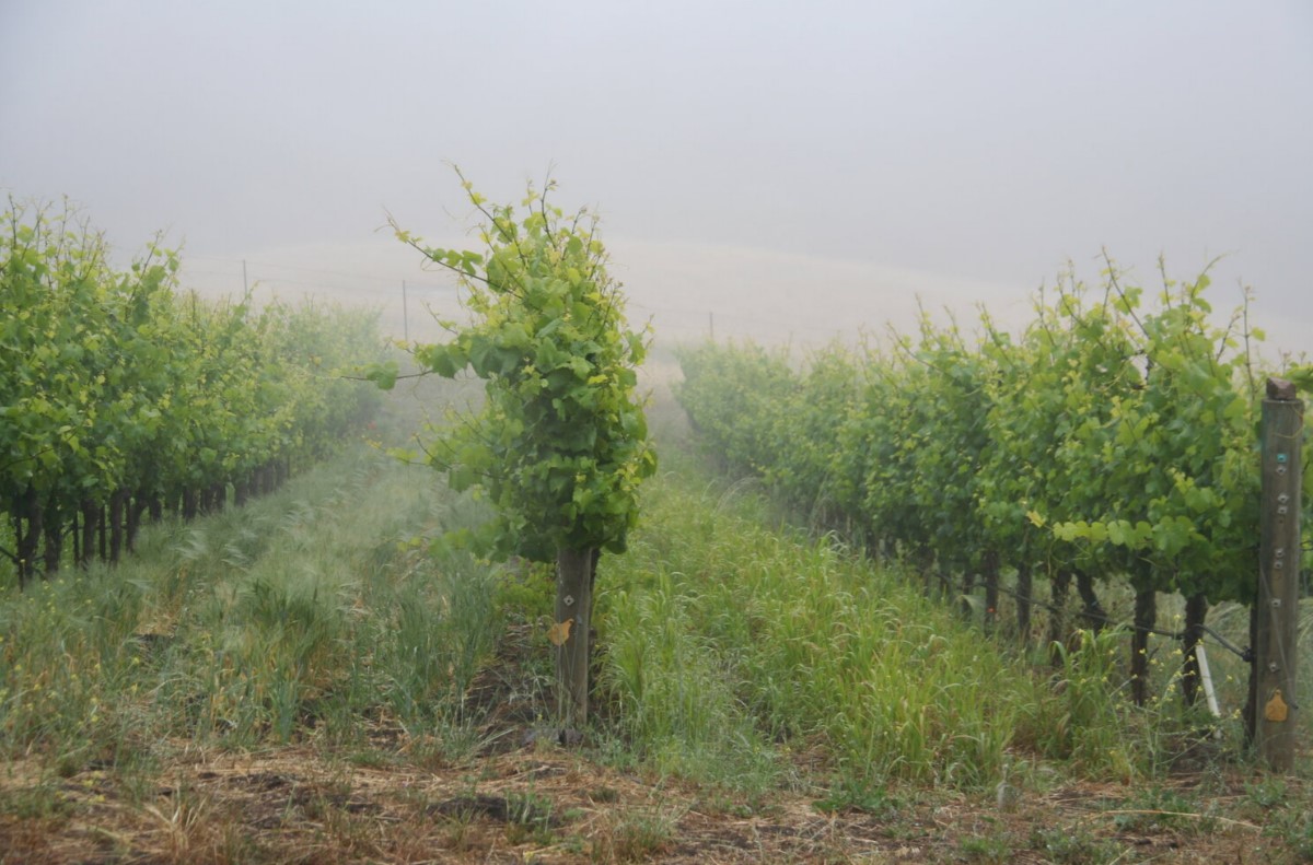 Fog throughout a Sonoma County vineyard