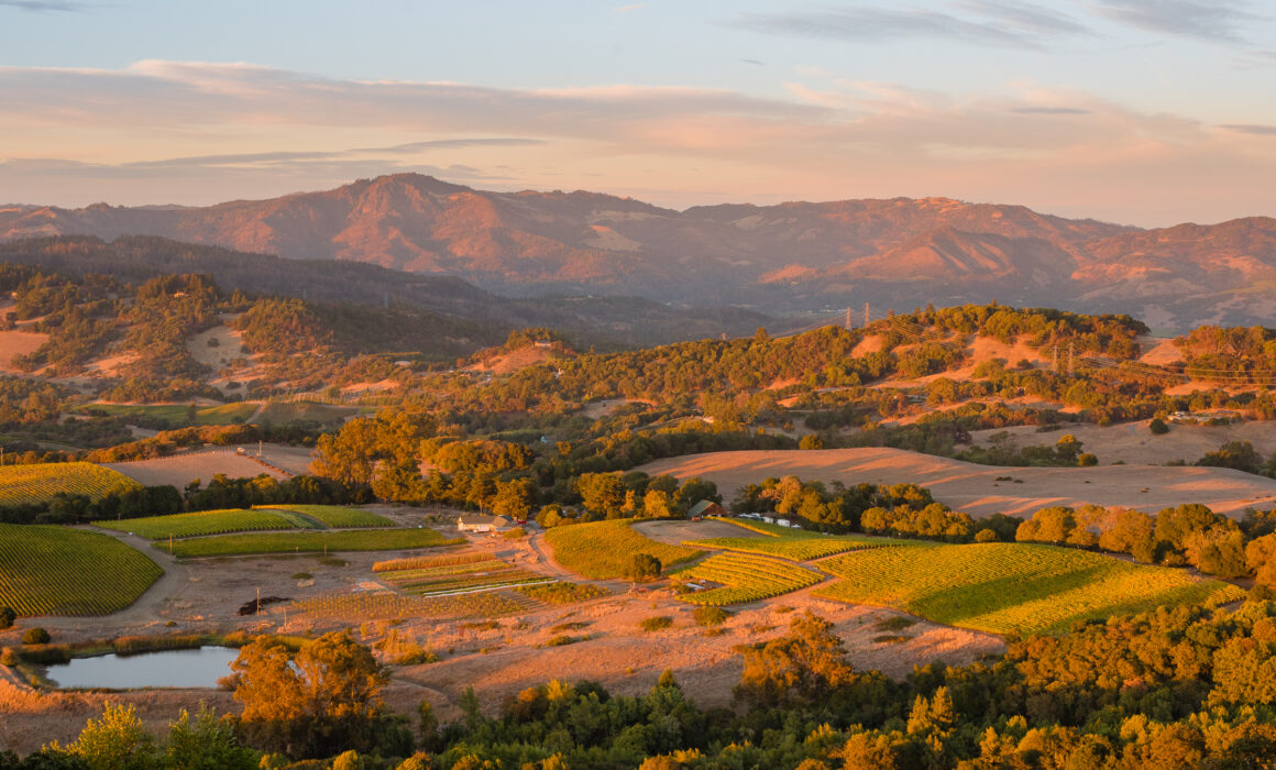 Aerial view of vineyards in Sonoma County