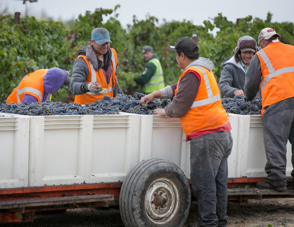 Vineyard workers harvesting grapes in Sonoma County