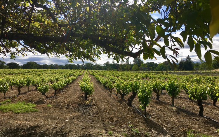 View down the vineyard row of a Sonoma County vineyard