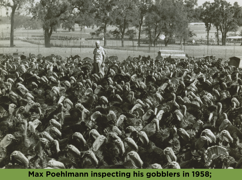 Max Poehlmann inspecting his gobblers in 1958