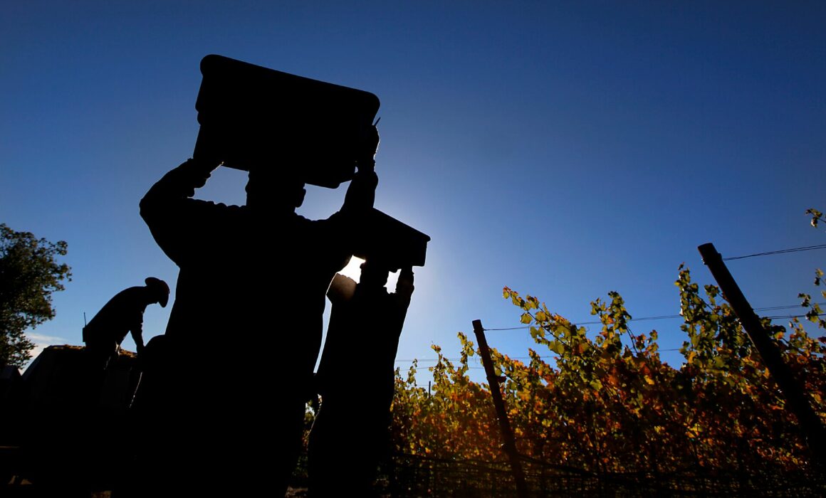 Silhouette of vineyard workers