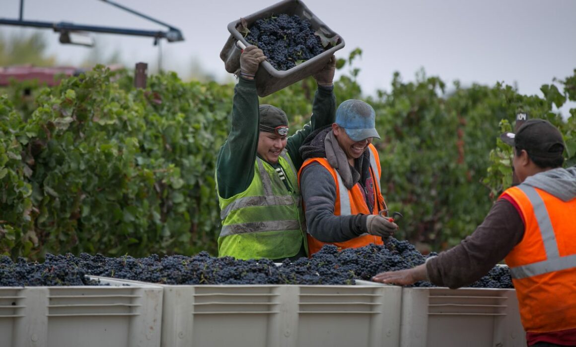 Vineyard crew harvesting grapes