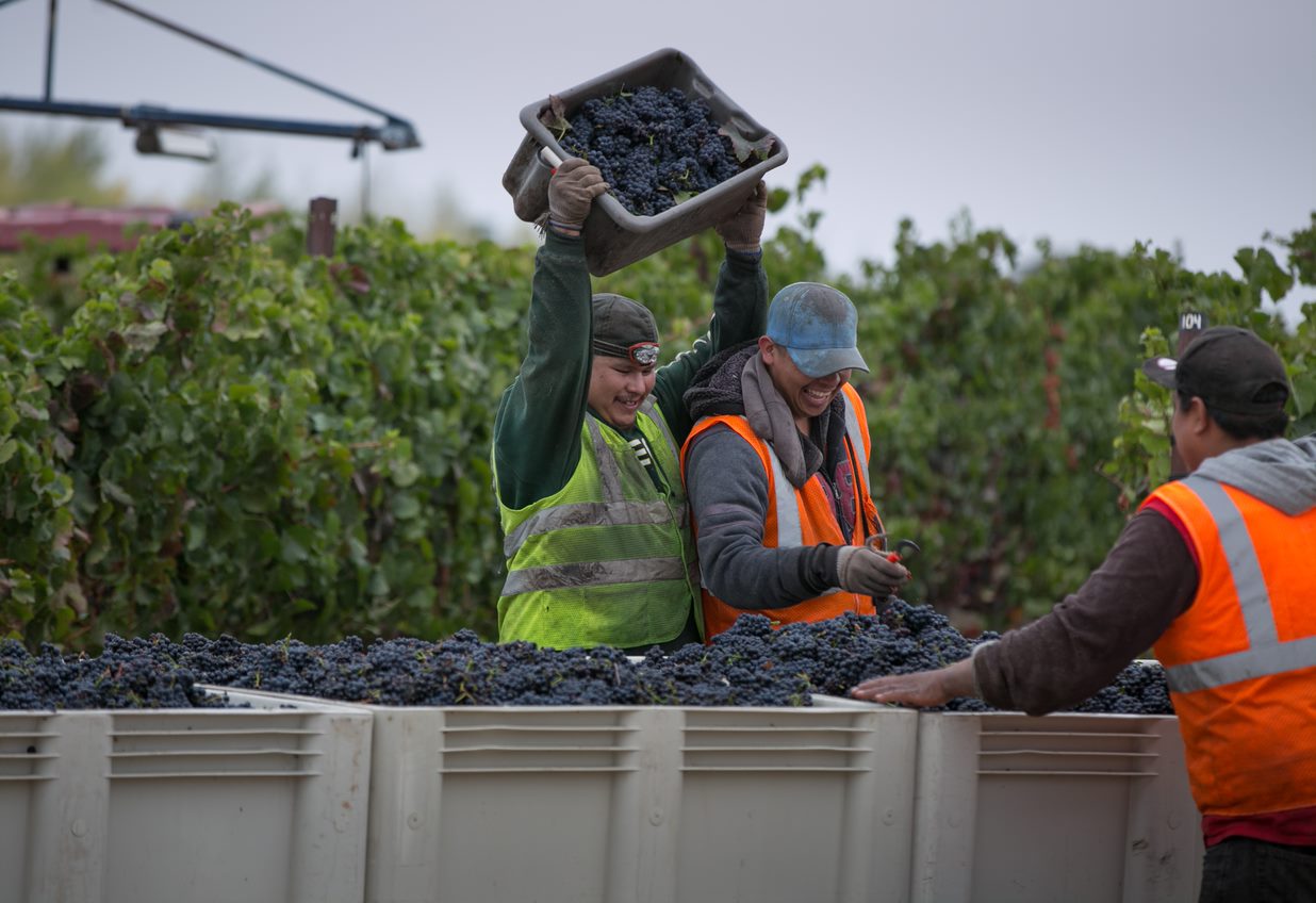 Vineyard crew harvesting grapes