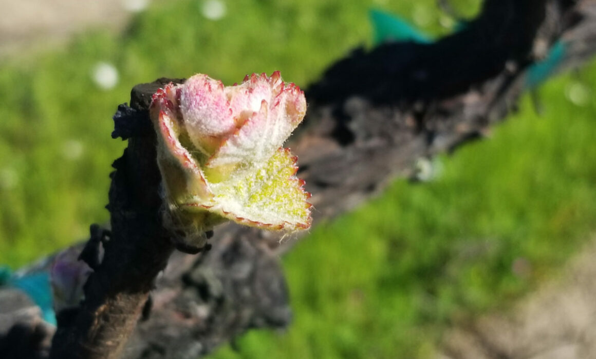 Bud break in Sonoma County vineyards