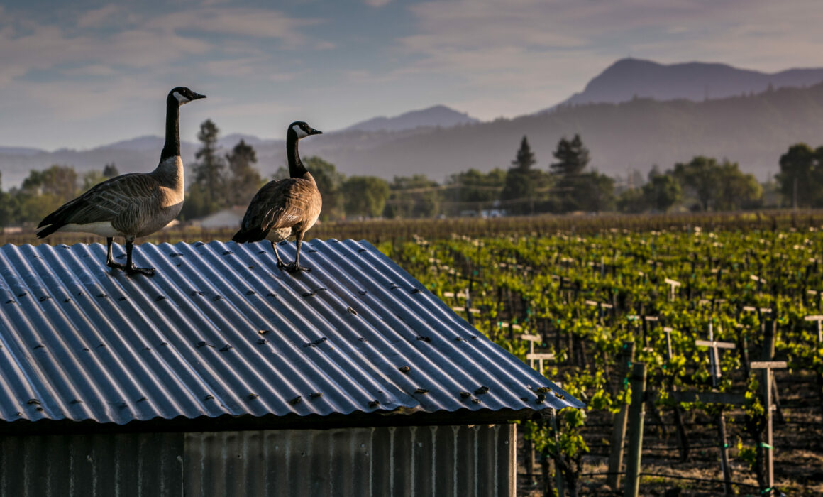 Two geese standing atop a shed on a vineyard property