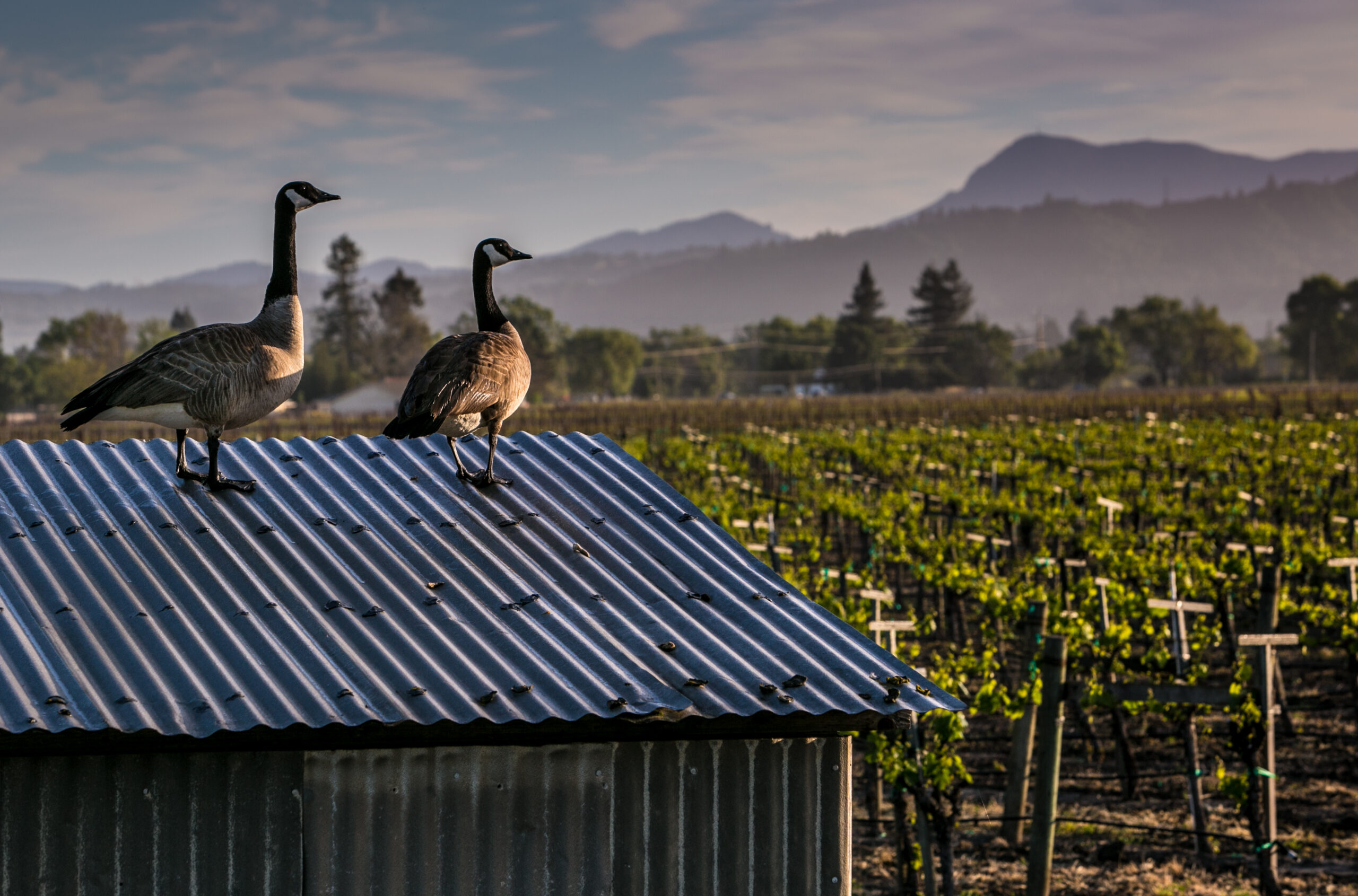Two geese standing atop a shed on a vineyard property