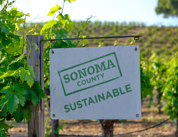 Sonoma County is the most sustainable region of vineyards in the world