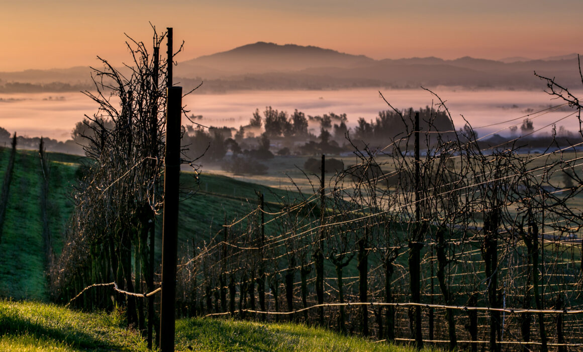 View down a winter vineyard row with fog surrounding