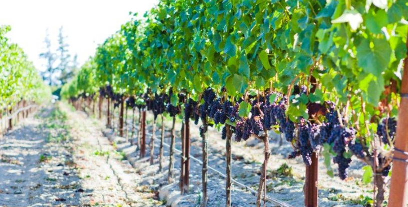 Sanchietti Vineyards grape clusters