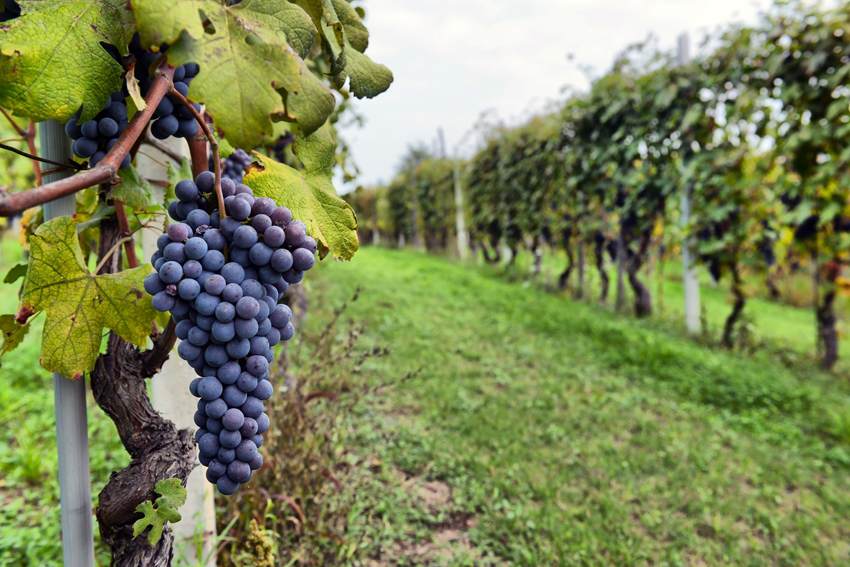 Close up of Sonoma County wine grape clusters
