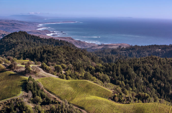 Aerial view of sloping vineyards and ocean coast