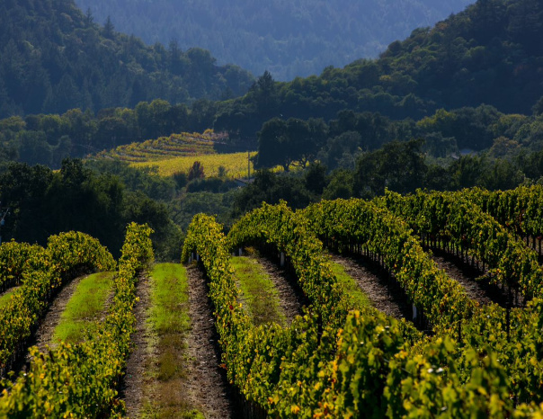 Vineyard in the Northern Sonoma AVA