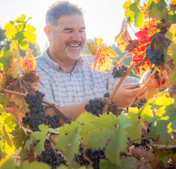Glenn Proctor harvesting grapes in the vineyard