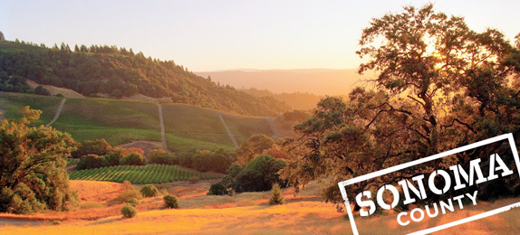 View of Sonoma County vineyard at sunset