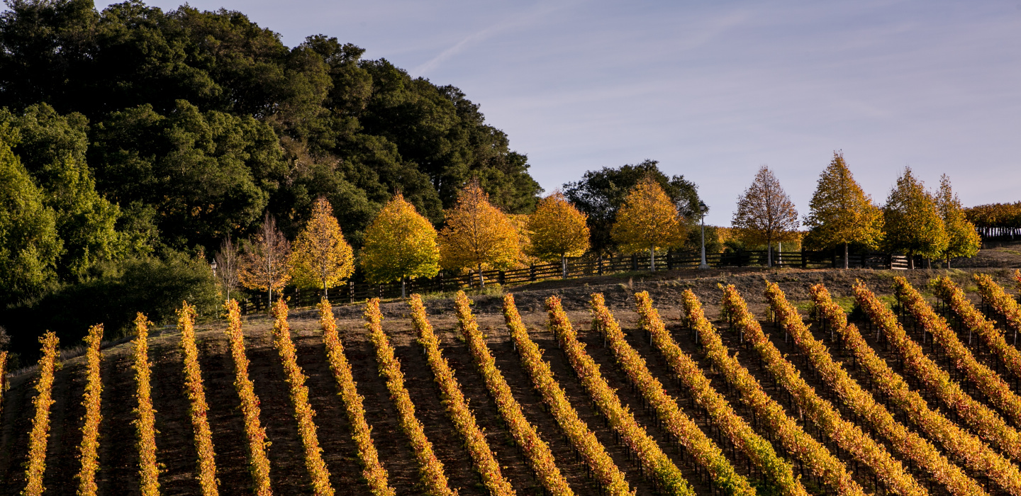 Sonoma County Vineyard Adventures Sonoma County Winegrowers