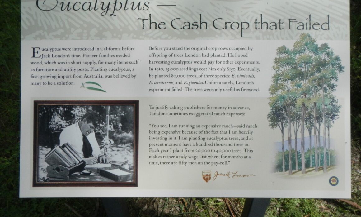 Eucalyptus - The Cash Crop that Failed Marker