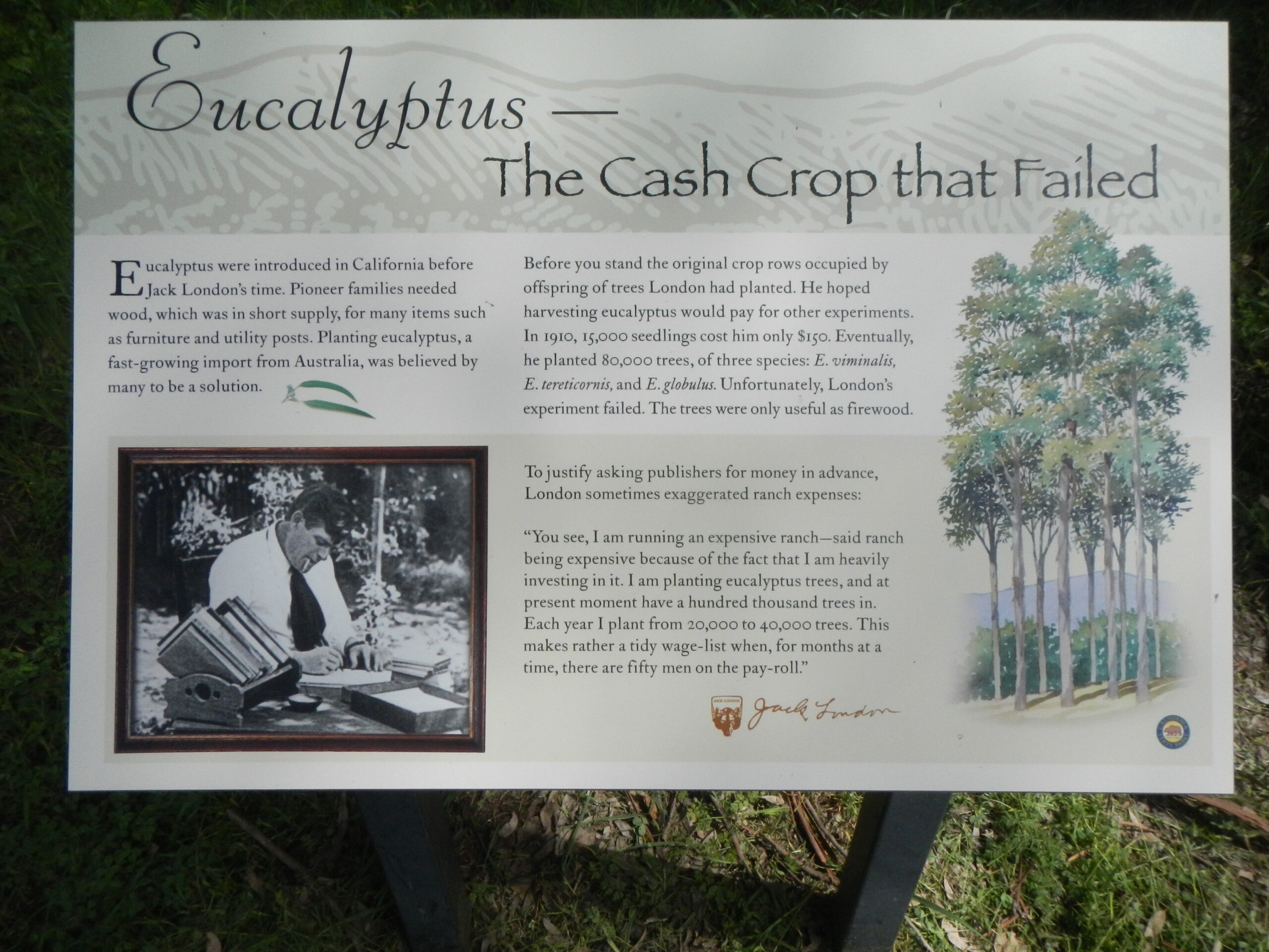 Eucalyptus - The Cash Crop that Failed Marker