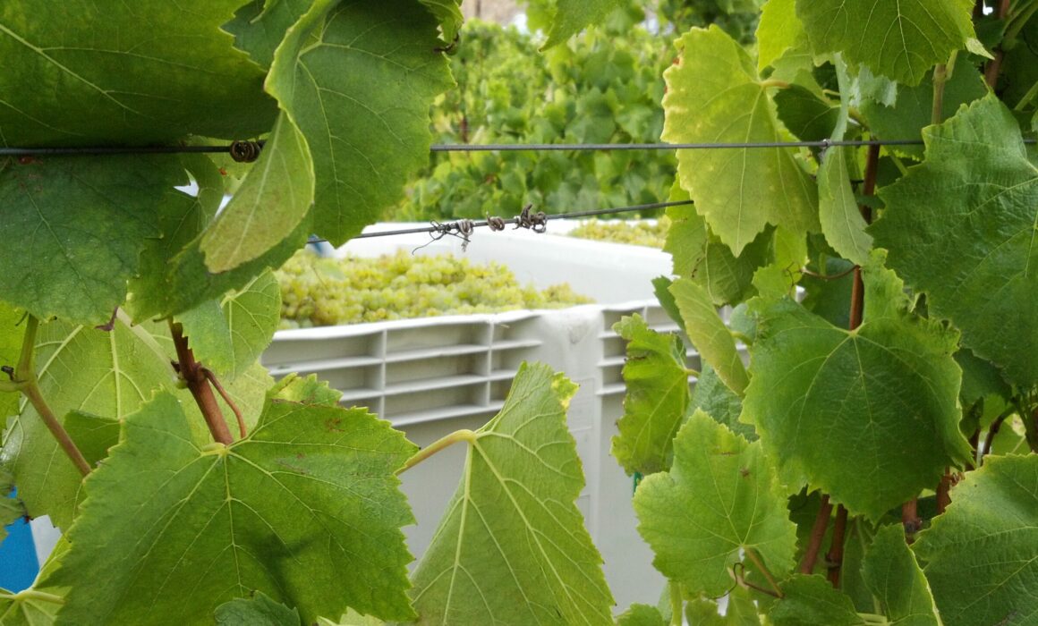 Freshly harvested Chardonnay wine grapes