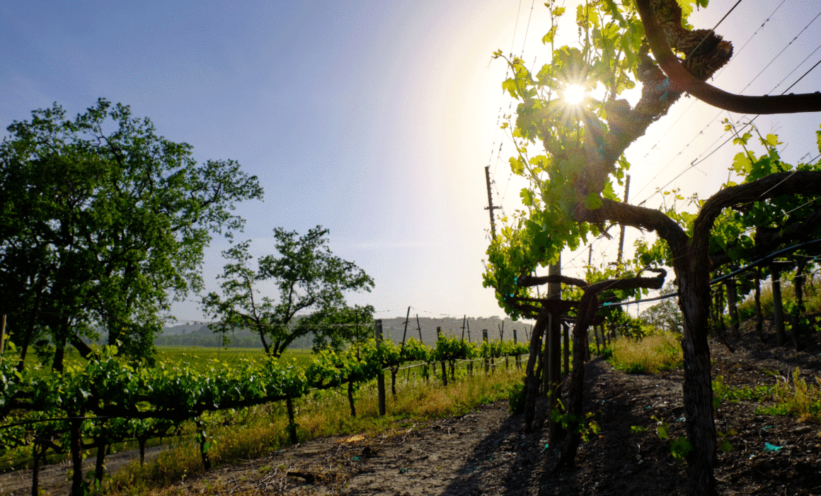 Vineyards in the sunshine