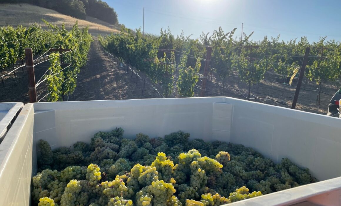 Freshly harvested wine grapes