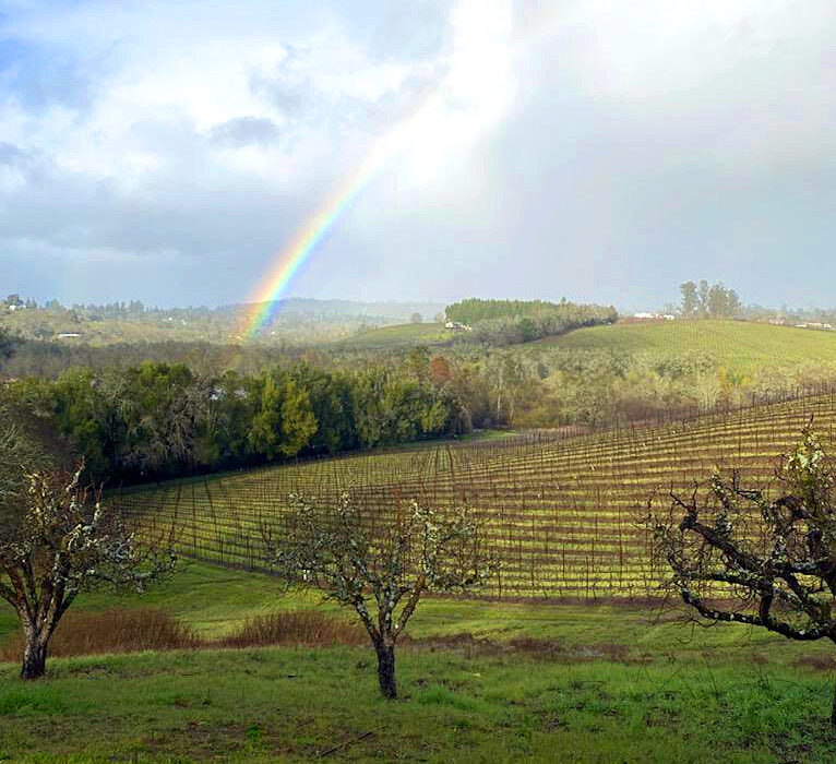 Vineyard with a rainbow