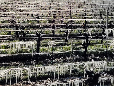 Icicles on the vineyard wires