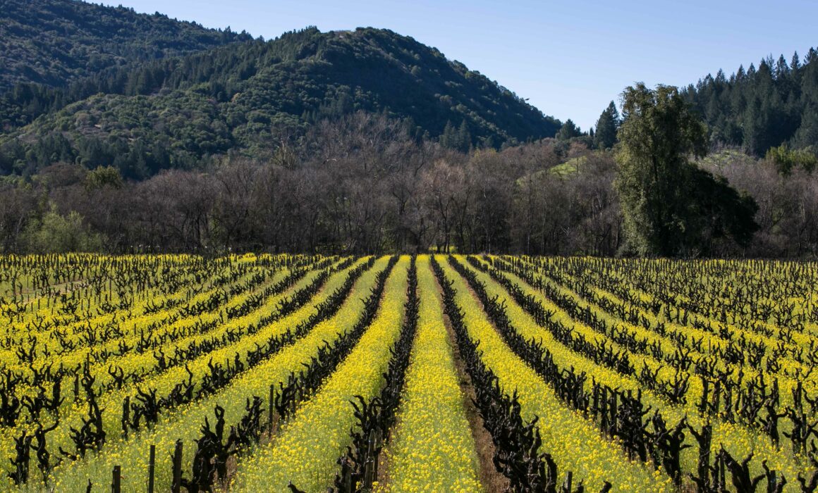 Uncover the rich history of Dry Creek Valley wines at Pedroncelli Winery,  Sonoma County