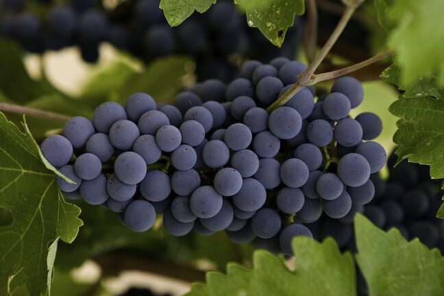 Grapes on the vine