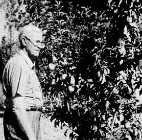 Newspaper photo of Oscar Hallberg next to his apple tree