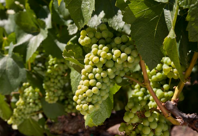 Grapes on the vine