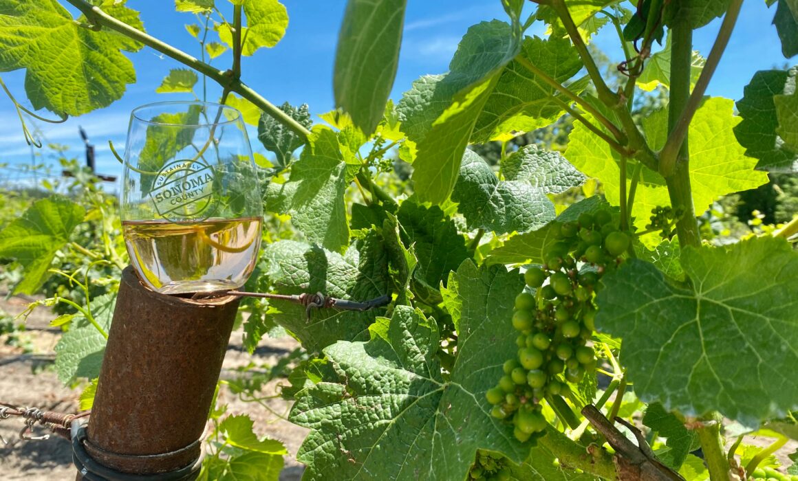 Grapes on the vine and a glass of wine