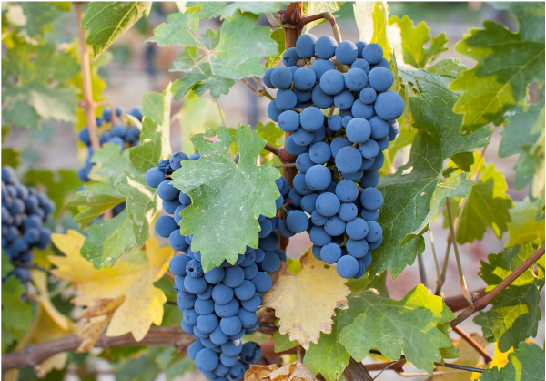 Grapes on the vine