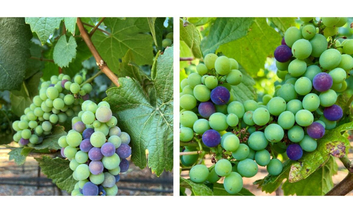 Grapes on the vine