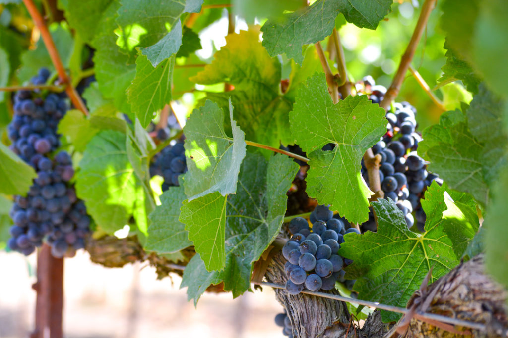 https://sonomawinegrape.org/wp-content/uploads/2023/08/pinot-noir-day-pennyroyal-farm-vineyard-1024x683-1.jpg