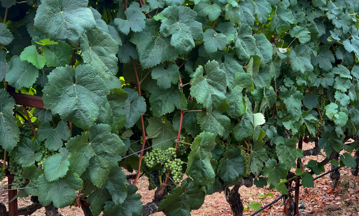 Grapes on the vine