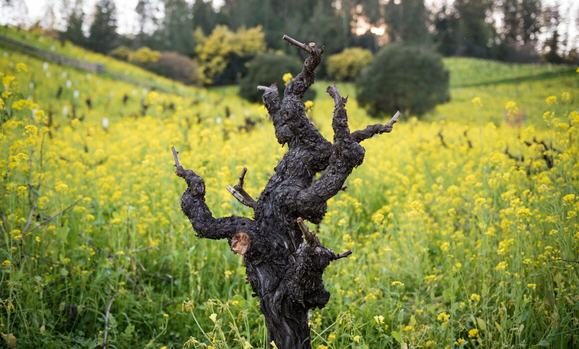 Old grapevine stump