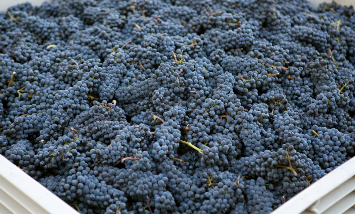 Harvest bin filled with grapes