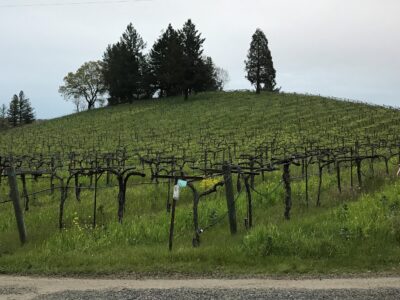 Russian River/Sonoma Coast Syrah