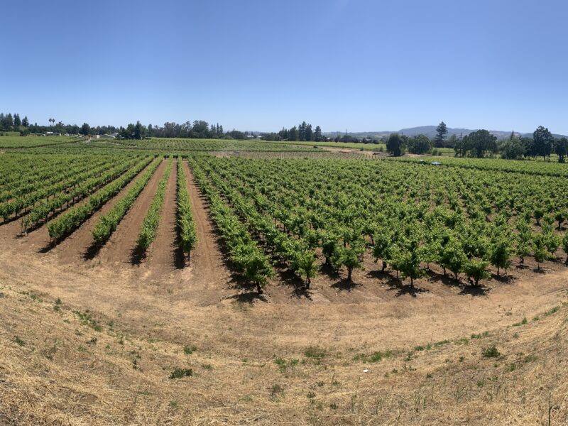 Russian River Valley Pinot Noir