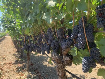 Russian River Valley Pinot Noir