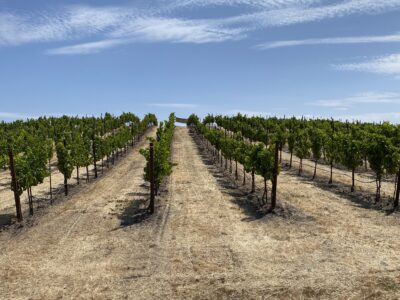 Premium Chardonnay Certified Sustainable