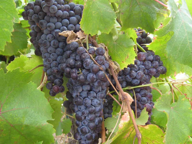 DOLCETTO, Alegria Vineyards, Russian River Valley