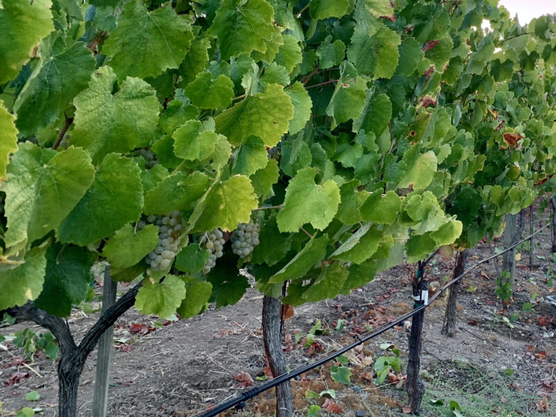 Albariño - RRV, Four Palms Farm, Certified Sustainable