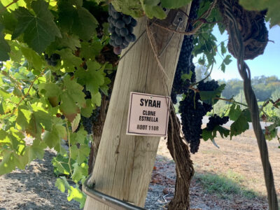 Russian River Syrah, Four Palms Farm