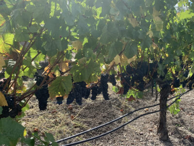 Russian River Pinot Noir, Four Palms Farm